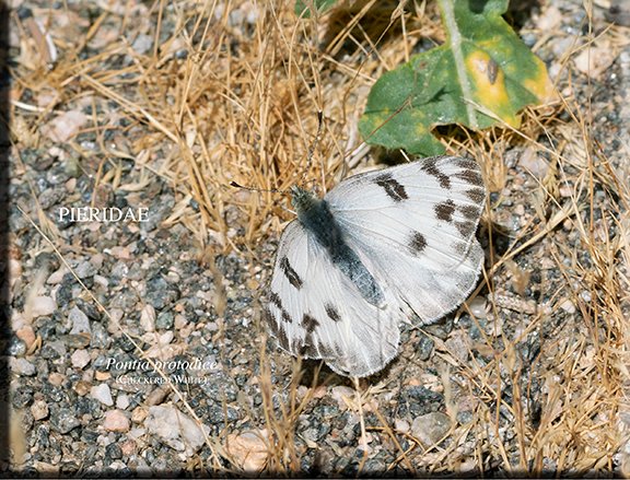 Pontia protodice
