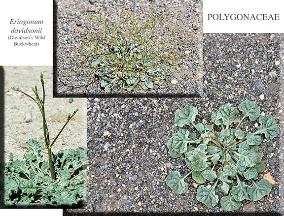 Eriogonum davidsonii 01
