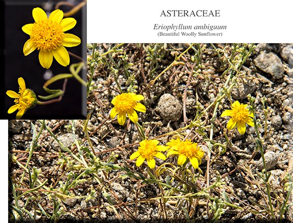 Eriophyllum ambiguum