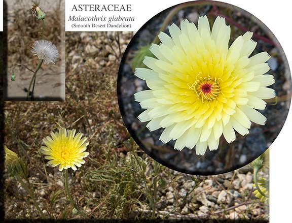 Malacothrix glabrata