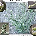 Cryptantha pterocarya