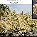 Grayia spinosa