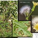 Sonchus oleraceus