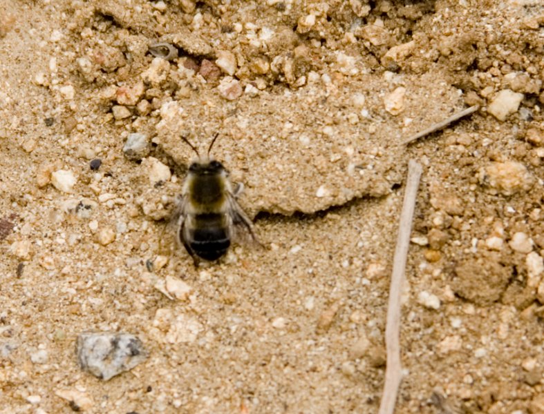 09 Bee